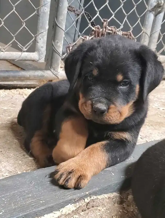 Rottweiler chiots - Photo 3