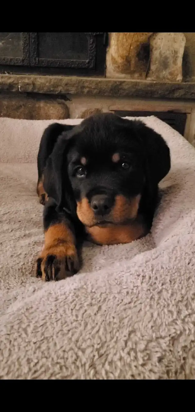 Rottweiler chiots - Photo 4