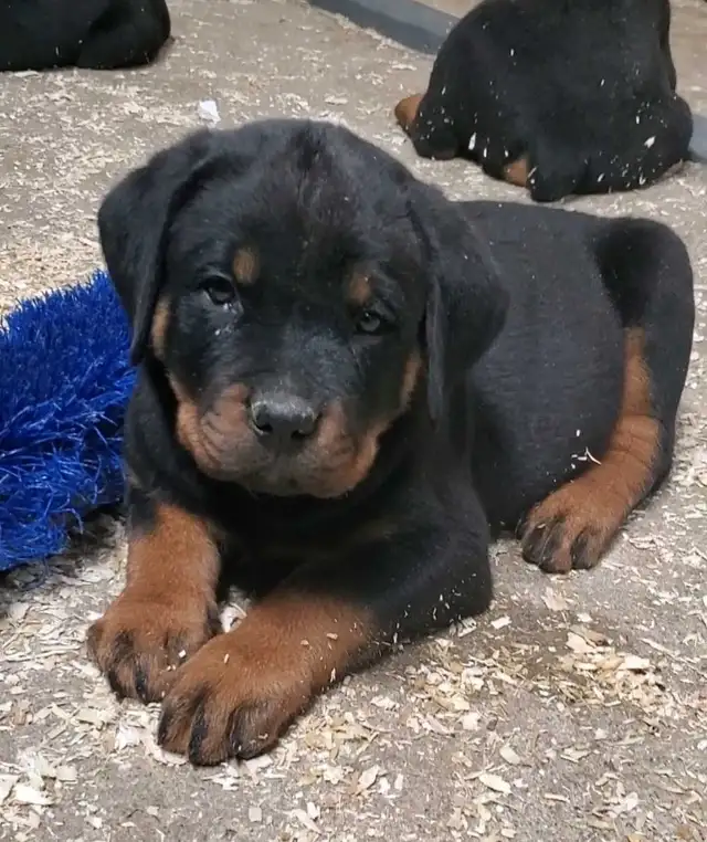 Rottweiler chiots - Photo 5