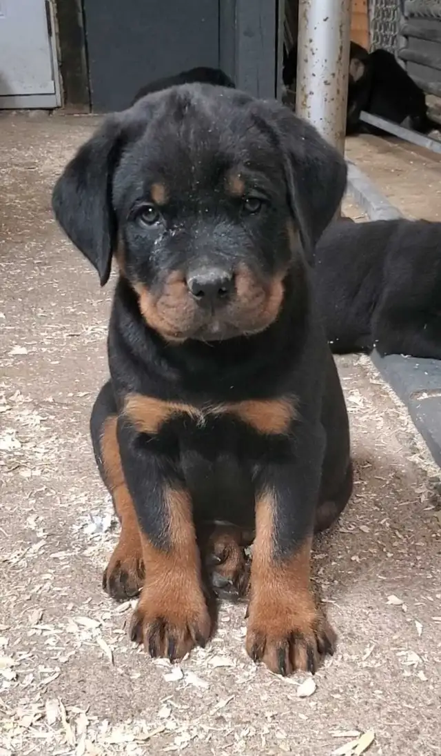 Rottweiler chiots - Photo 6