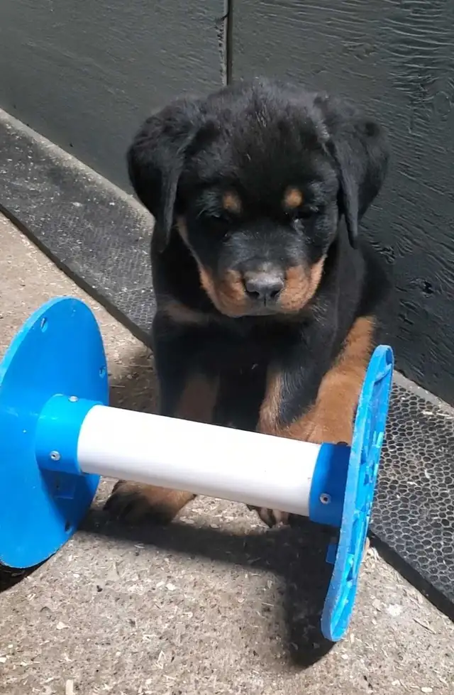 Rottweiler chiots - Photo 7