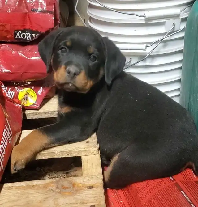 Rottweiler chiots - Photo 8