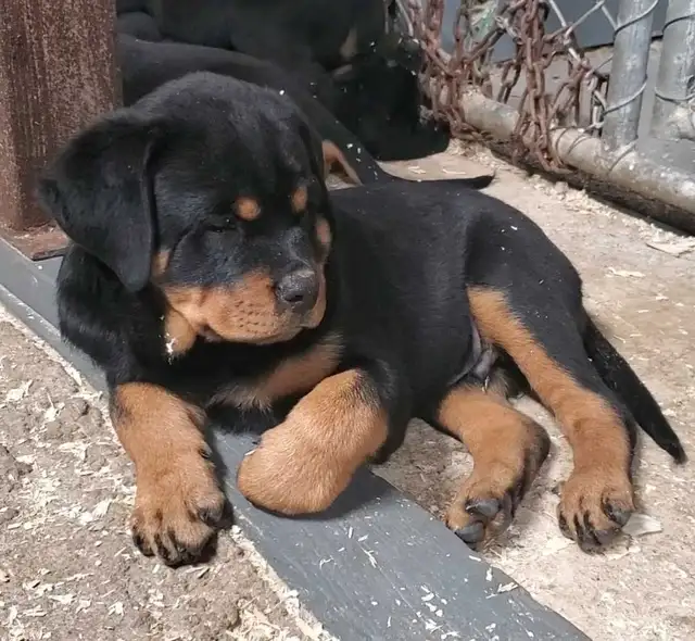 Rottweiler chiots - Photo 9