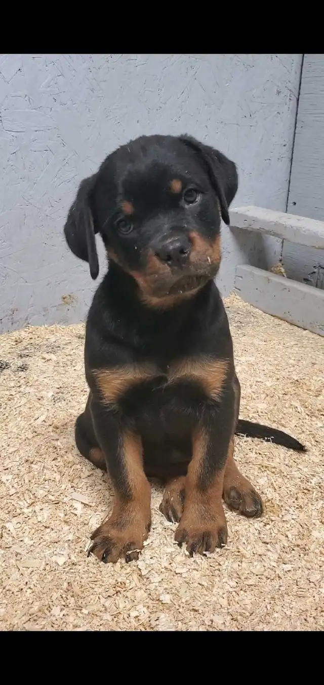 Rottweiler chiots - Photo 10