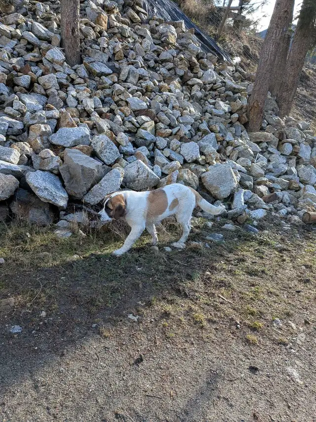 Beautiful Family Dog