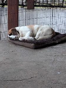 Beautiful Family Dog - Photo 2