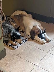 Beautiful Family Dog - Photo 3