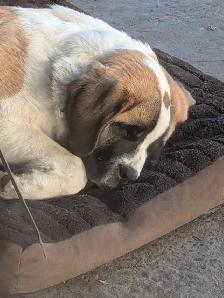 Beautiful Family Dog - Photo 4