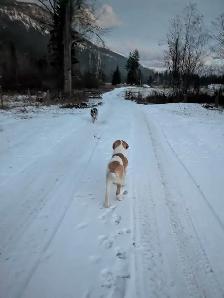 Beautiful Family Dog - Photo 5