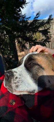 Beautiful Family Dog - Photo 6