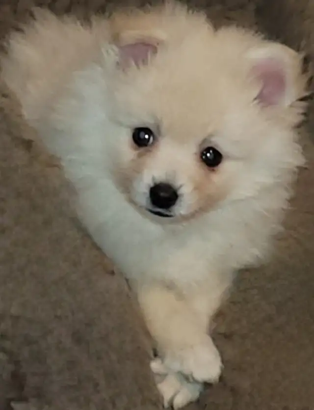 Beautiful Sassy Pomeranian Puppies ready for homes now