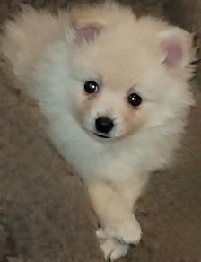 Beautiful Sassy Pomeranian Puppies ready for homes now