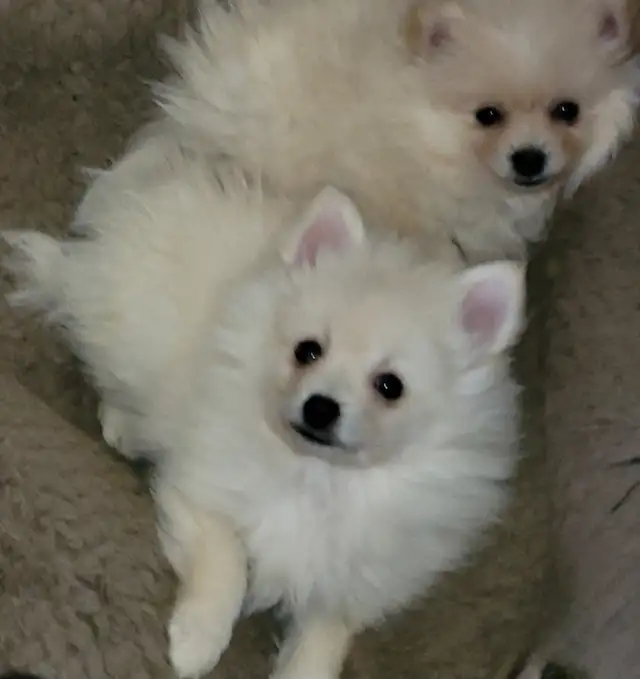 Beautiful Sassy Pomeranian Puppies ready for homes now - Photo 2