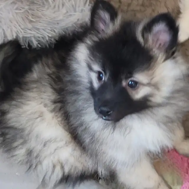Beautiful Sassy Pomeranian Puppies ready for homes now - Photo 3