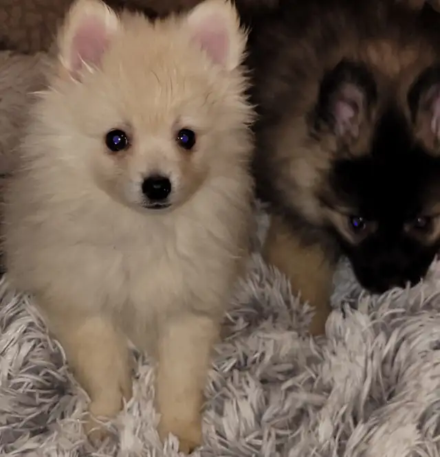 Beautiful Sassy Pomeranian Puppies ready for homes now - Photo 4