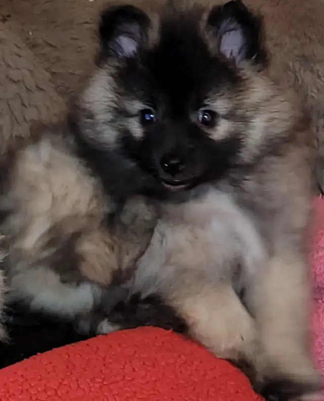 Beautiful Sassy Pomeranian Puppies ready for homes now - Photo 5