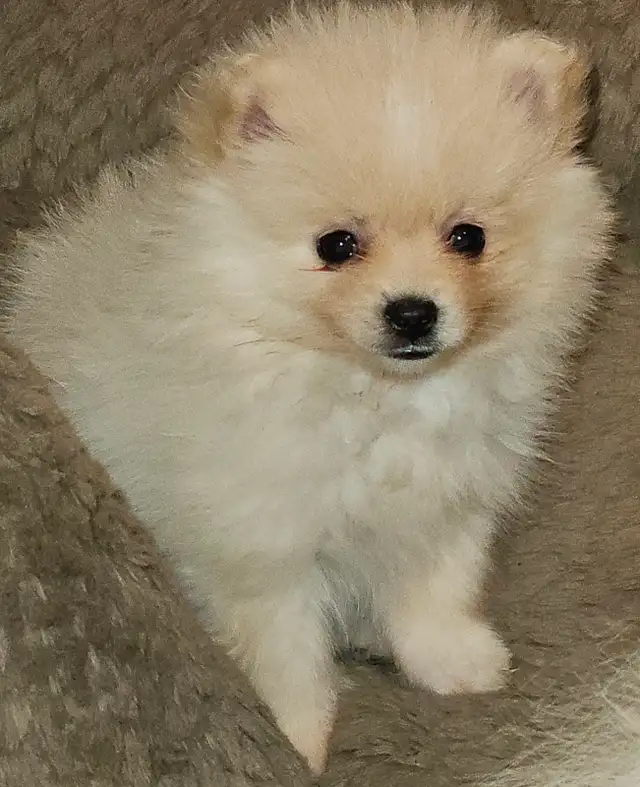 Beautiful Sassy Pomeranian Puppies ready for homes now - Photo 6