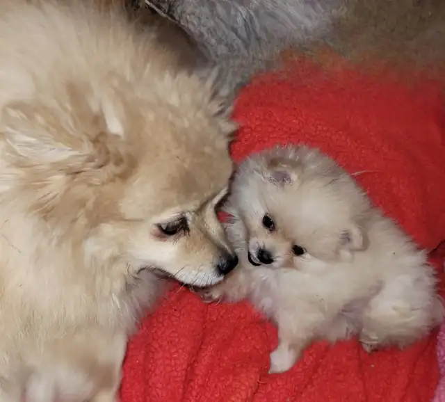 Beautiful Sassy Pomeranian Puppies ready for homes now - Photo 7