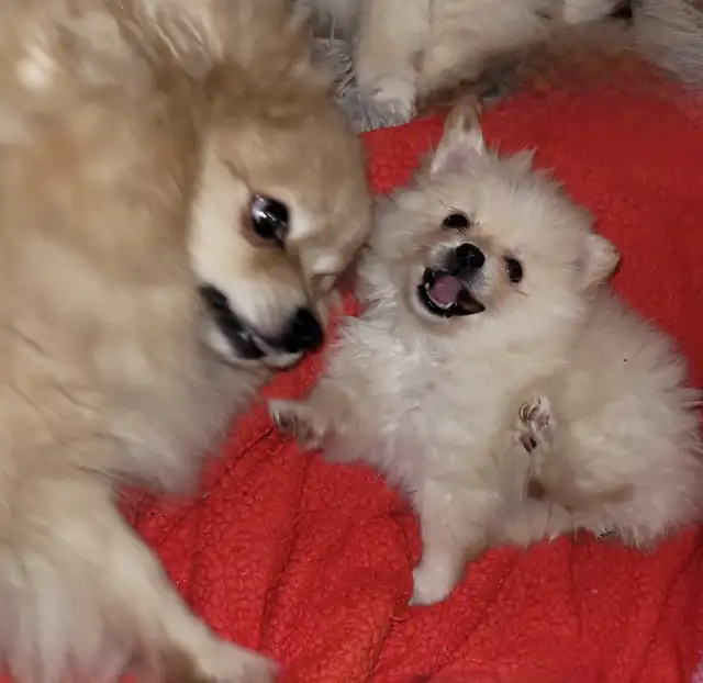 Beautiful Sassy Pomeranian Puppies ready for homes now - Photo 8