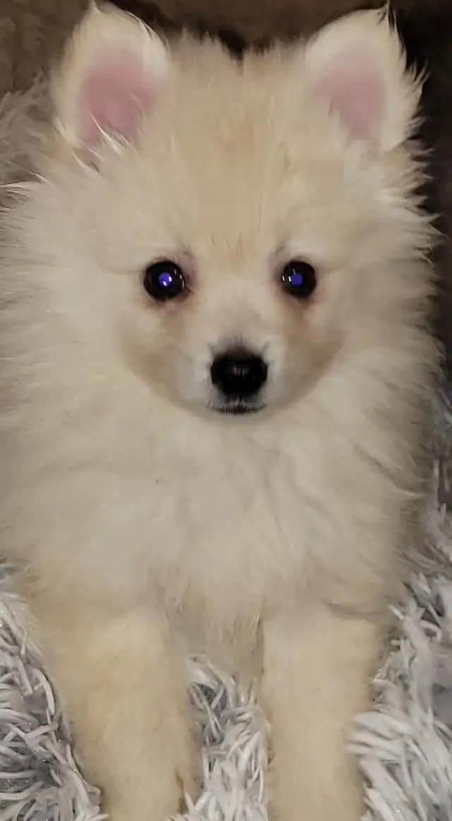 Beautiful Sassy Pomeranian Puppies ready for homes now - Photo 9