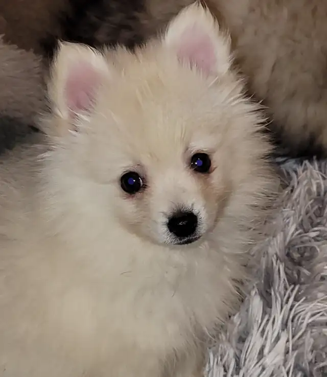 Beautiful Sassy Pomeranian Puppies ready for homes now - Photo 10