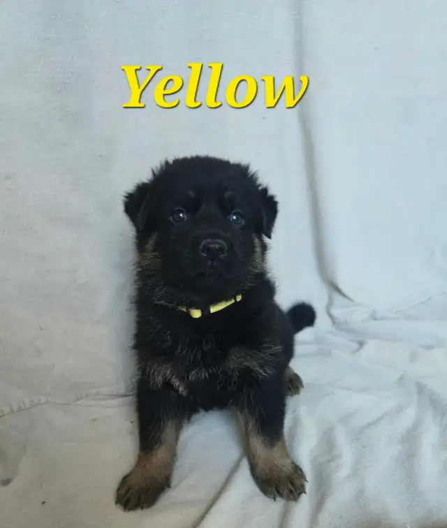 Shepherd/ King shepherd pups