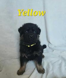 Shepherd/ King shepherd pups