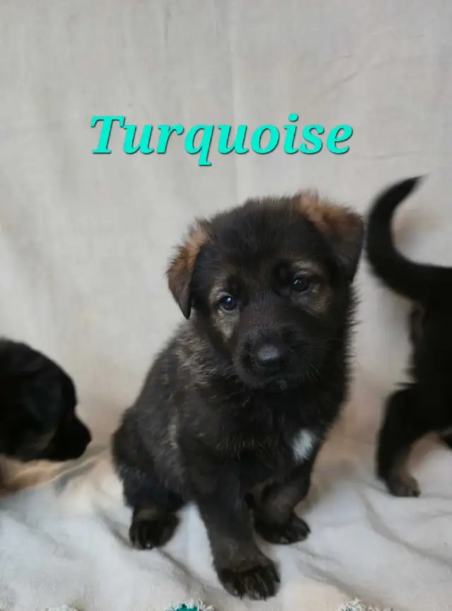 Shepherd/ King shepherd pups - Photo 2