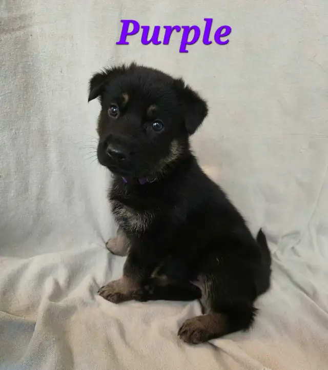 Shepherd/ King shepherd pups - Photo 3