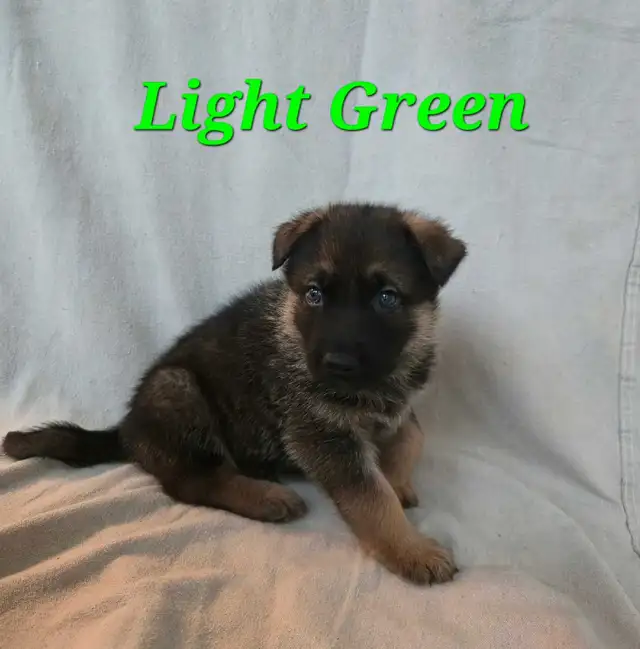 Shepherd/ King shepherd pups - Photo 4