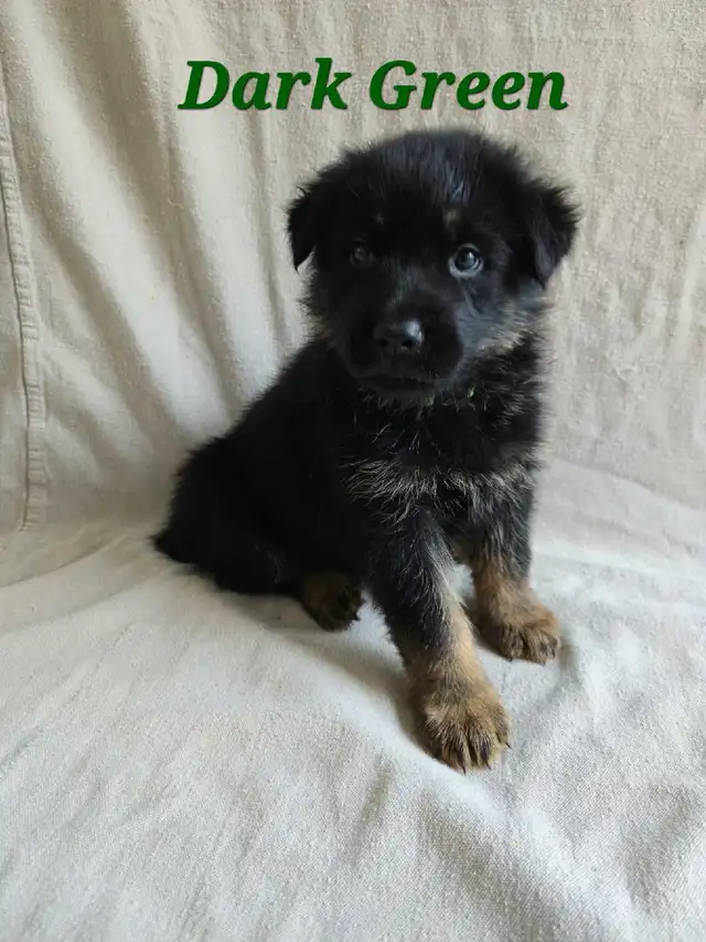 Shepherd/ King shepherd pups - Photo 5