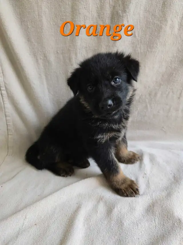 Shepherd/ King shepherd pups - Photo 6