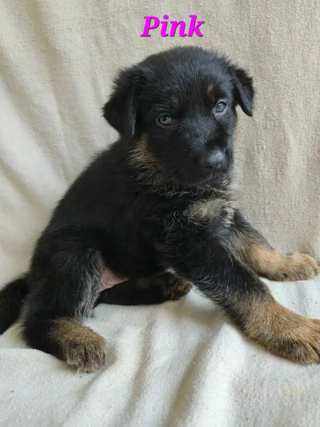 Shepherd/ King shepherd pups - Photo 7