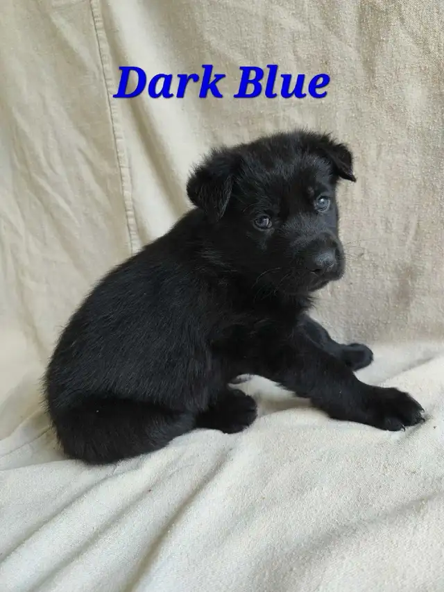 Shepherd/ King shepherd pups - Photo 8