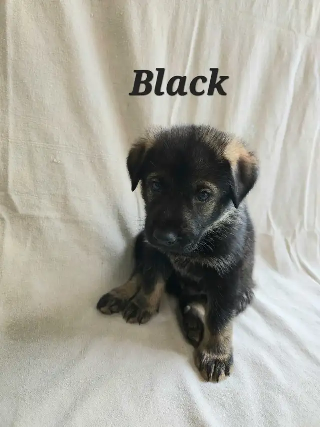 Shepherd/ King shepherd pups - Photo 9