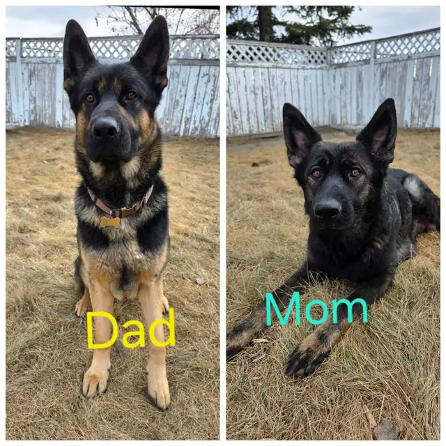 Shepherd/ King shepherd pups - Photo 10