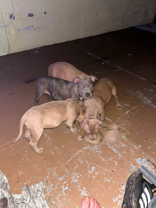 American Bully pups - Photo 3