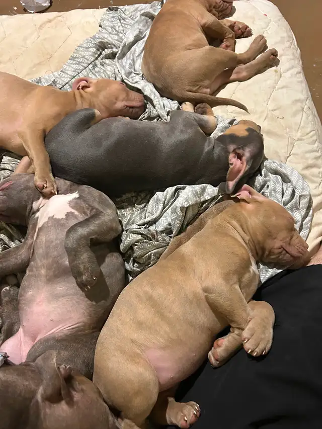 American Bully pups - Photo 4