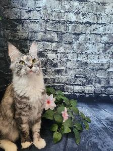 MAINE COON RETIRED QUEEN
