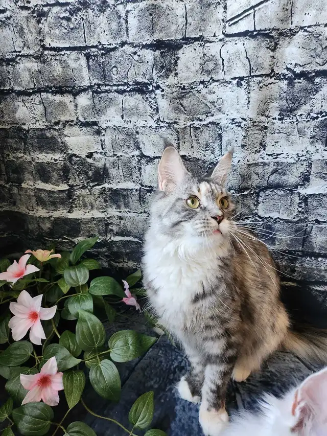MAINE COON RETIRED QUEEN - Photo 2