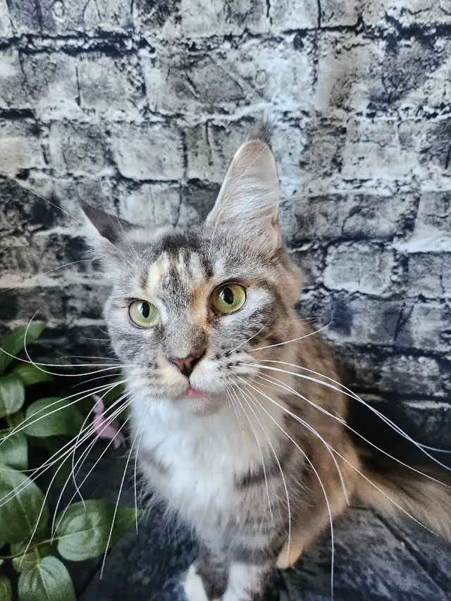 MAINE COON RETIRED QUEEN - Photo 3