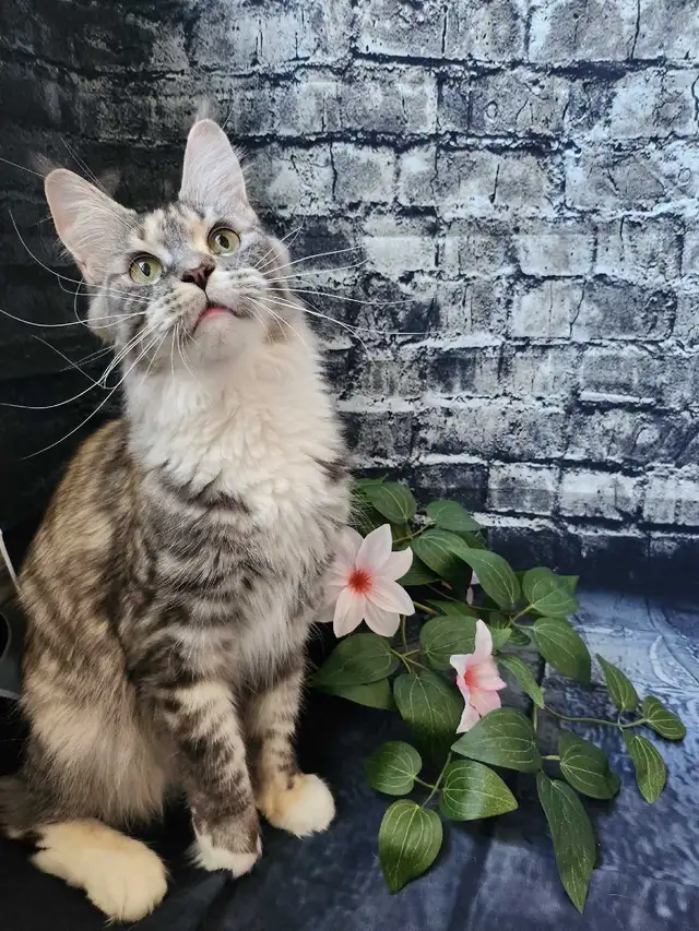 MAINE COON RETIRED QUEEN - Photo 4