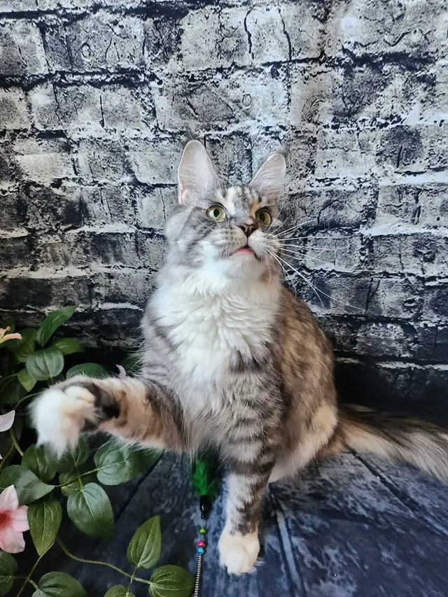 MAINE COON RETIRED QUEEN - Photo 5