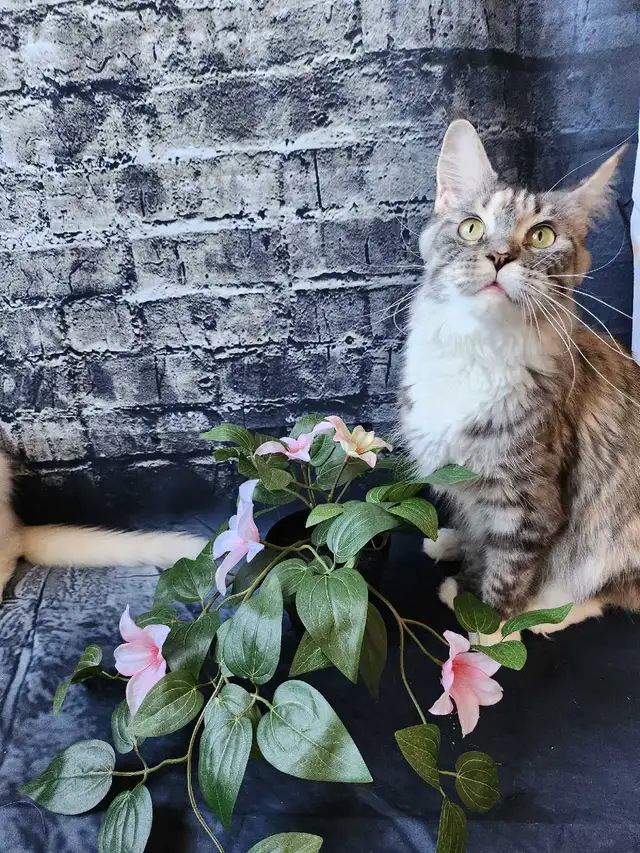 MAINE COON RETIRED QUEEN - Photo 6