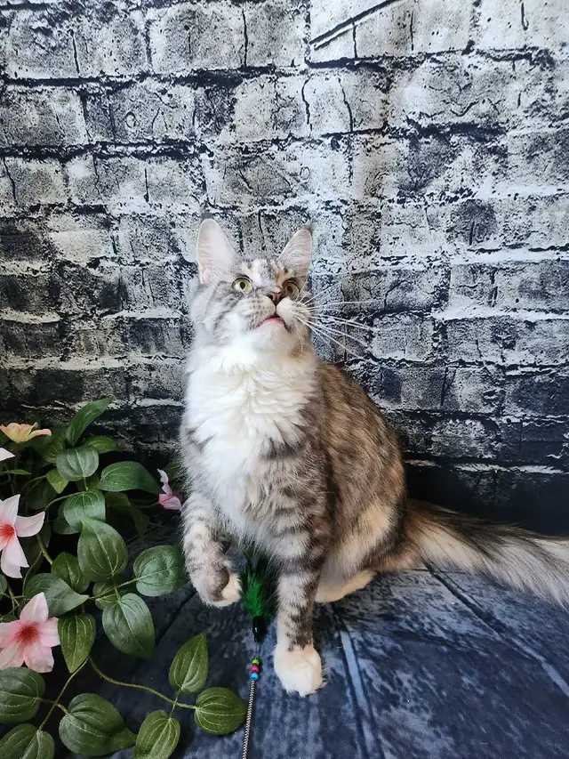 MAINE COON RETIRED QUEEN - Photo 7