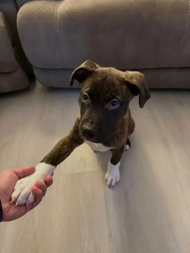 pit boxer puppy - Photo 2