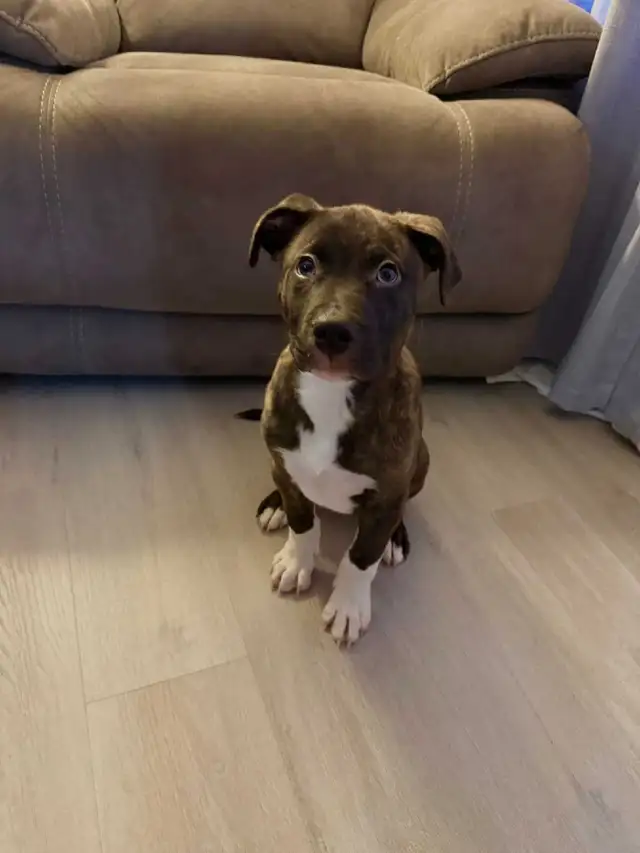 pit boxer puppy - Photo 3