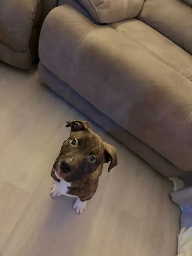 pit boxer puppy - Photo 4