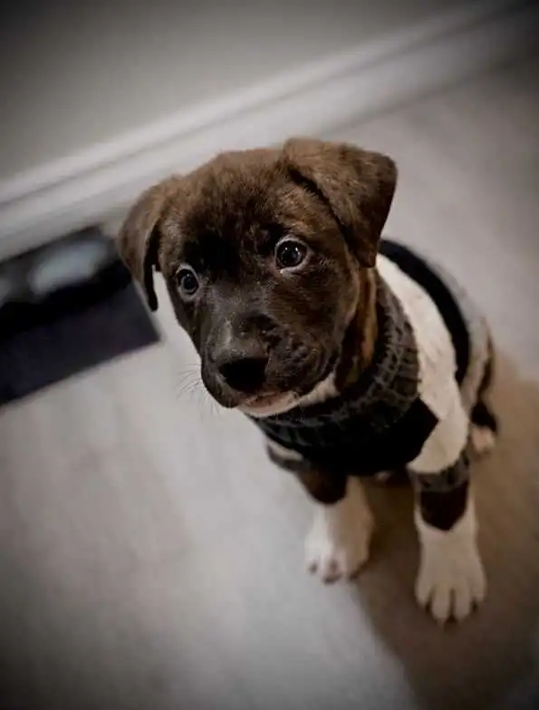 pit boxer puppy - Photo 5