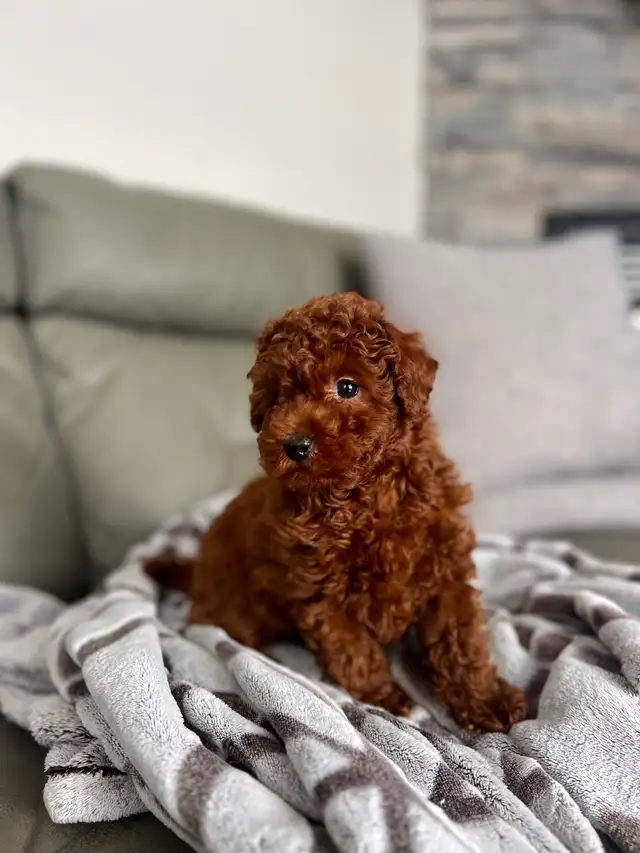 red toy poodle puppies / caniche toy rouge chiots